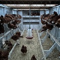 Selling with online payment: Local, Cage Free,Non GMO Brown Eggs