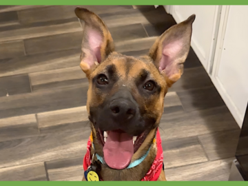  : Gigi