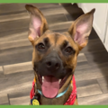 : Gigi