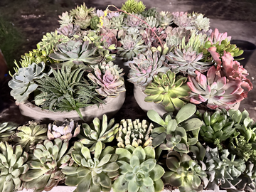 Request a quote: Botantical Bliss
