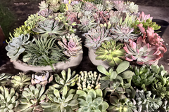 Request a quote: Botantical Bliss