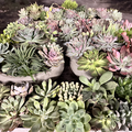 Request a quote: Botantical Bliss