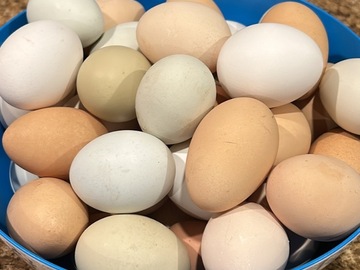 Selling with In-person Payment: Chicken eggs