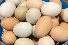 Selling with In-person Payment: Chicken eggs
