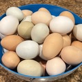 Selling with In-person Payment: Chicken eggs