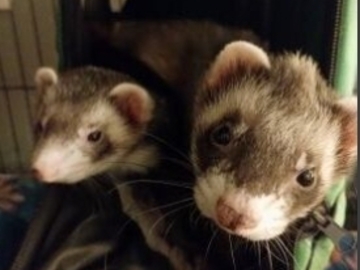   : Fifi & Zuko