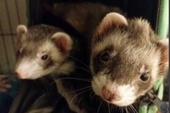   : Fifi & Zuko