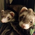   : Fifi & Zuko