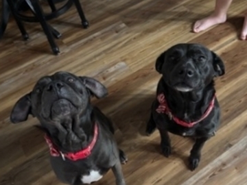   : Maverick and Bear