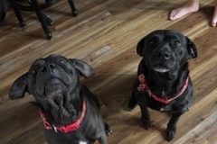   : Maverick and Bear
