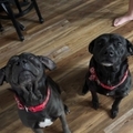   : Maverick and Bear
