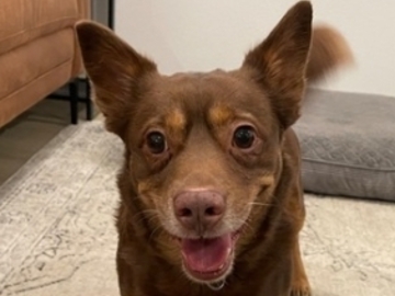   : Brownie