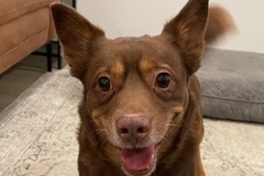   : Brownie
