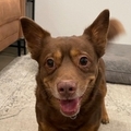   : Brownie