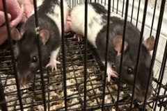   : Harlem & Davy