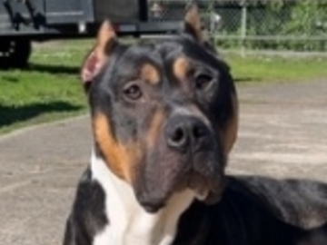   : Ferdinand 