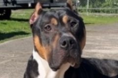   : Ferdinand 