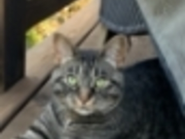   : Kitty