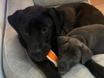   : Apollo and Ash