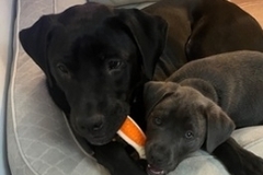   : Apollo and Ash