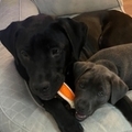   : Apollo and Ash