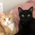   : Peter & Vincent