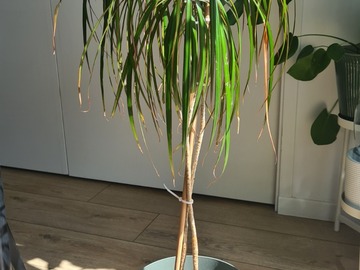 Don: Don de plantes d'intérieur 