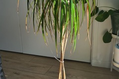 Don: Don de plantes d'intérieur 