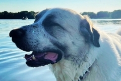  : Apollo