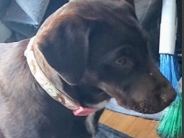  : Layla