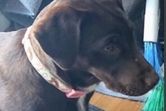   : Layla