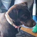   : Layla