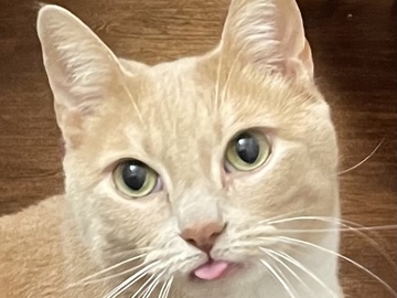   : Peaches
