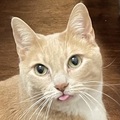   : Peaches