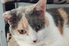  : Sapphira 