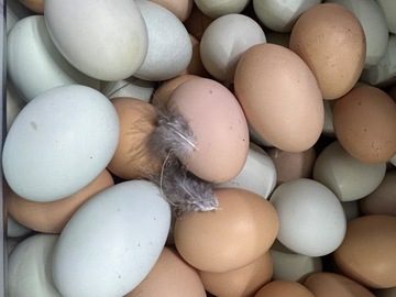 Selling with online payment: Yard Fresh! Non-GMO Easter Eggers and More