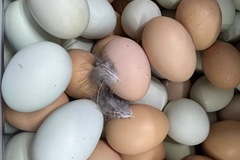 Selling with online payment: Yard Fresh! Non-GMO Easter Eggers and More