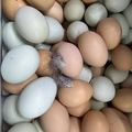 Selling with online payment: Yard Fresh! Non-GMO Easter Eggers and More