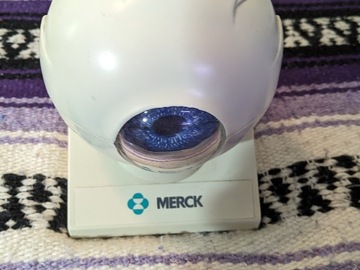 Selling with online payment: MERCK Co Anatomical Human Eye Model