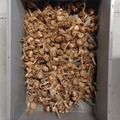 Sales: Bulbes de safran 