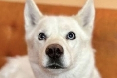   : Goose