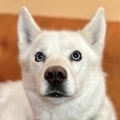   : Goose