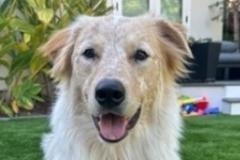   : Charlie