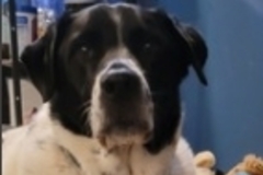   : Jasper 