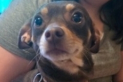   : Louie