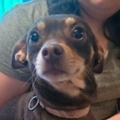   : Louie