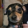   : Finn