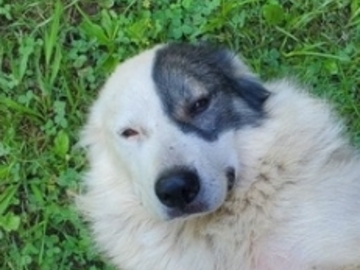   : Mazie