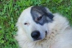   : Mazie