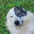  : Mazie